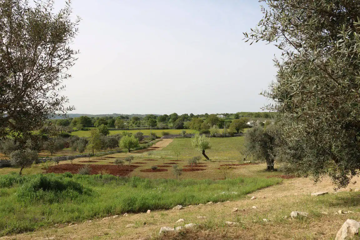 Casale-ristrutturato-in-vendita-a-Cisternino-30