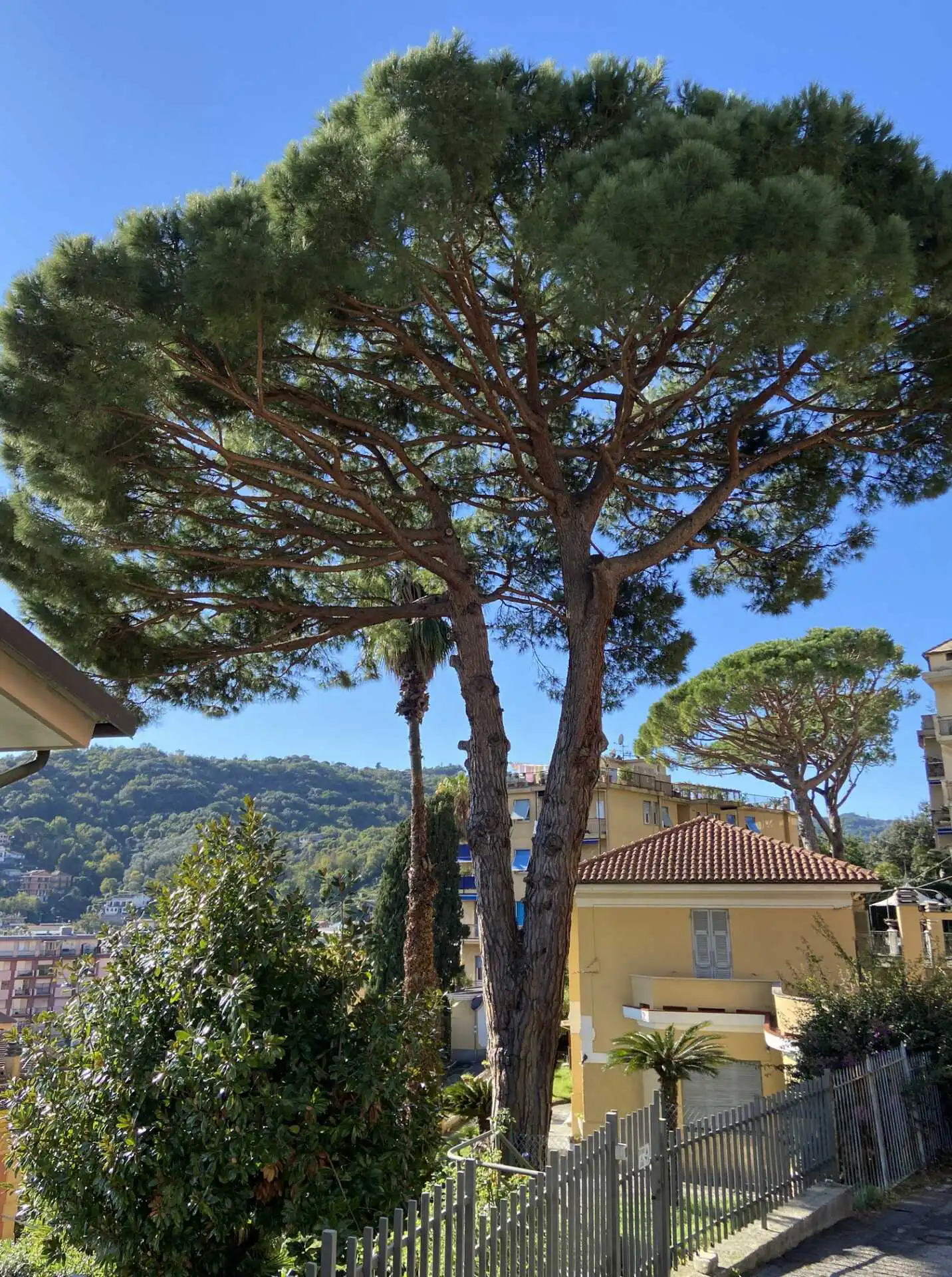 Villa in vendita a Rapallo con box e giardino (36)